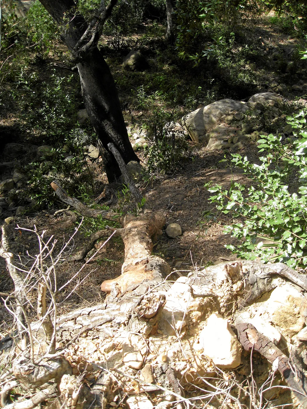 Unstable slope below Garden Growers lath house