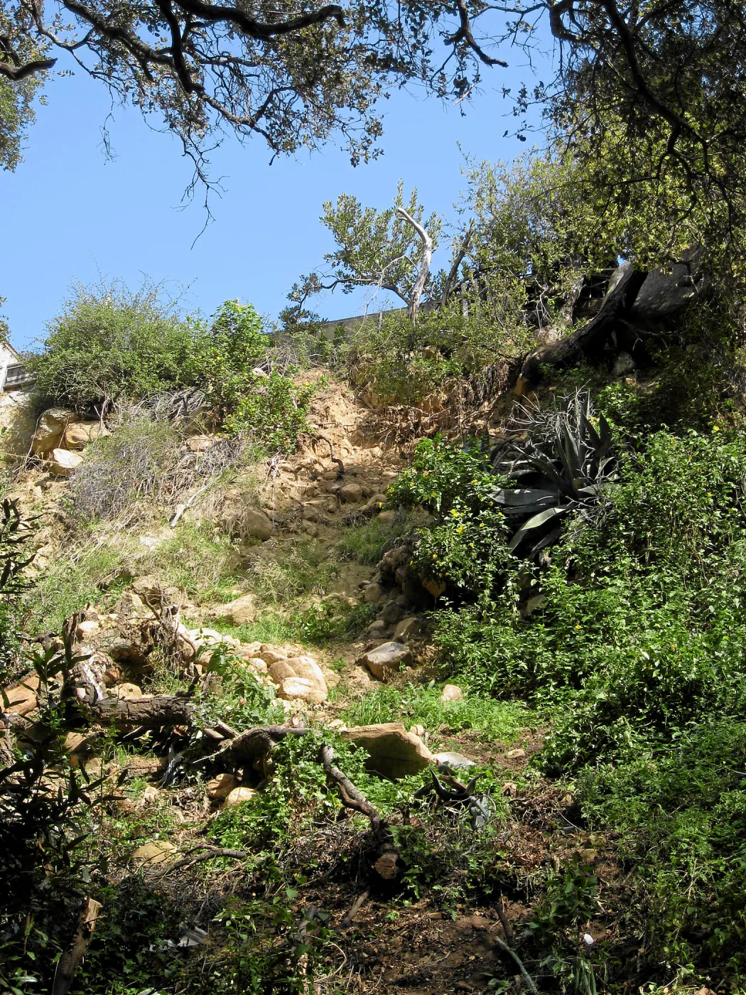 Unstable slope below Garden Growers lath house
