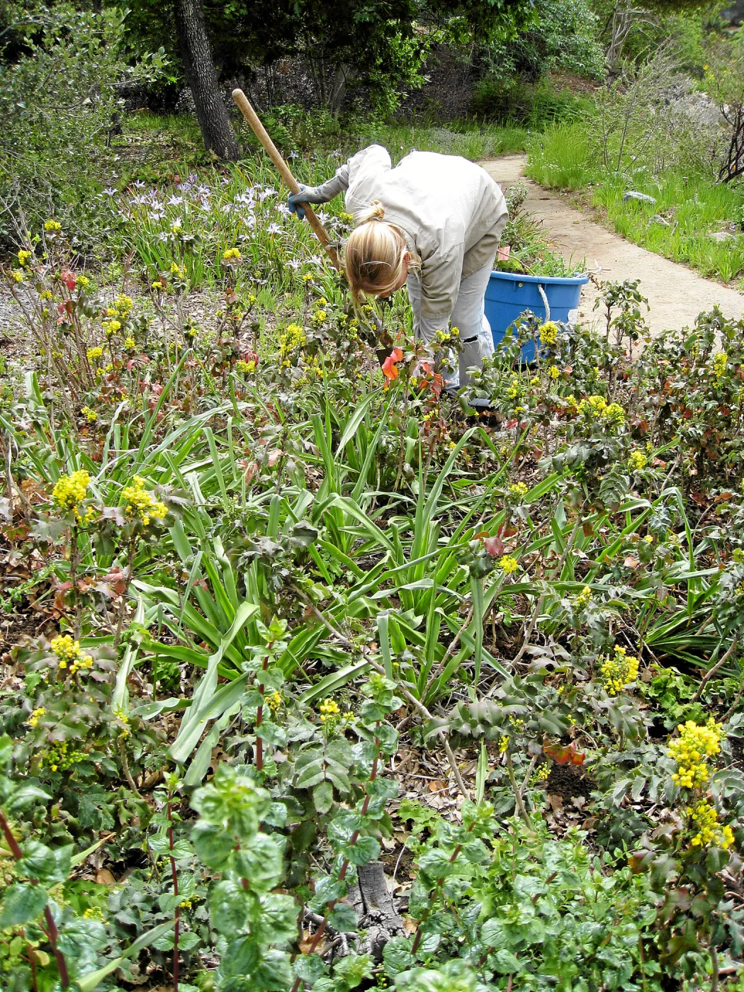 Leita Lord with Berberis in the Meadow View