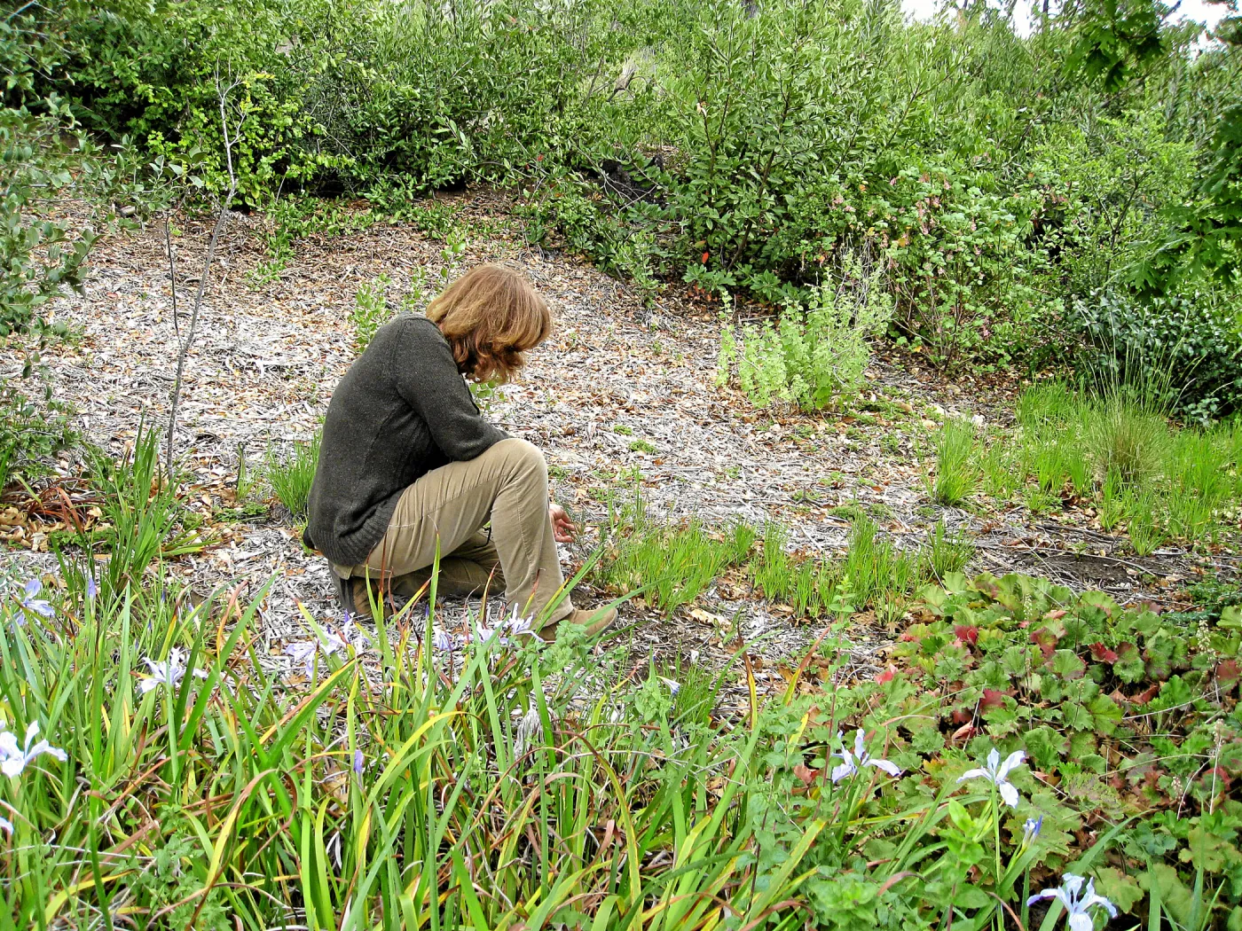 Betsy Collins in the Meadow View