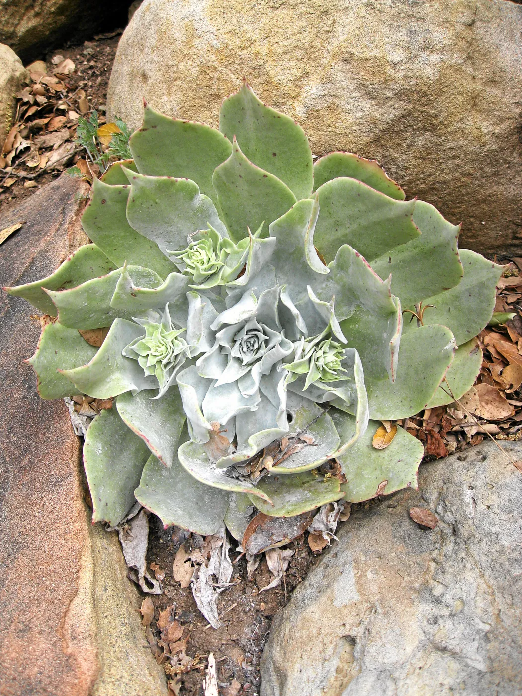 Dudleya pulverulenta on parking lot bank