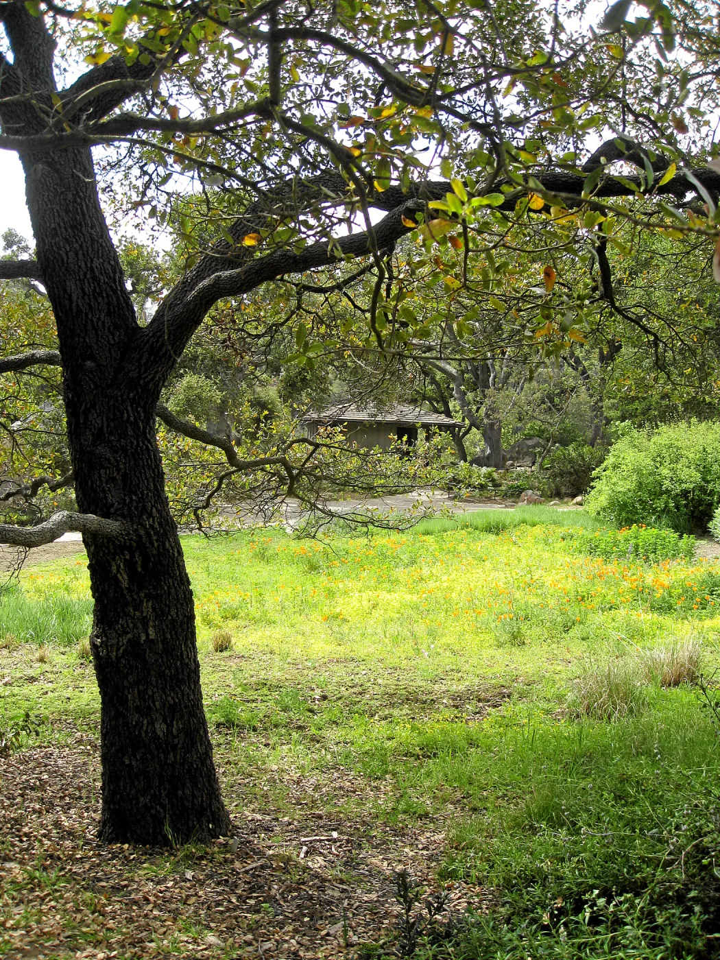 Engelman oak