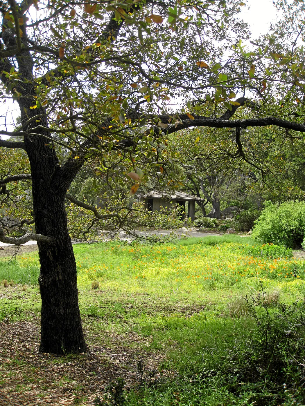 Engelman oak