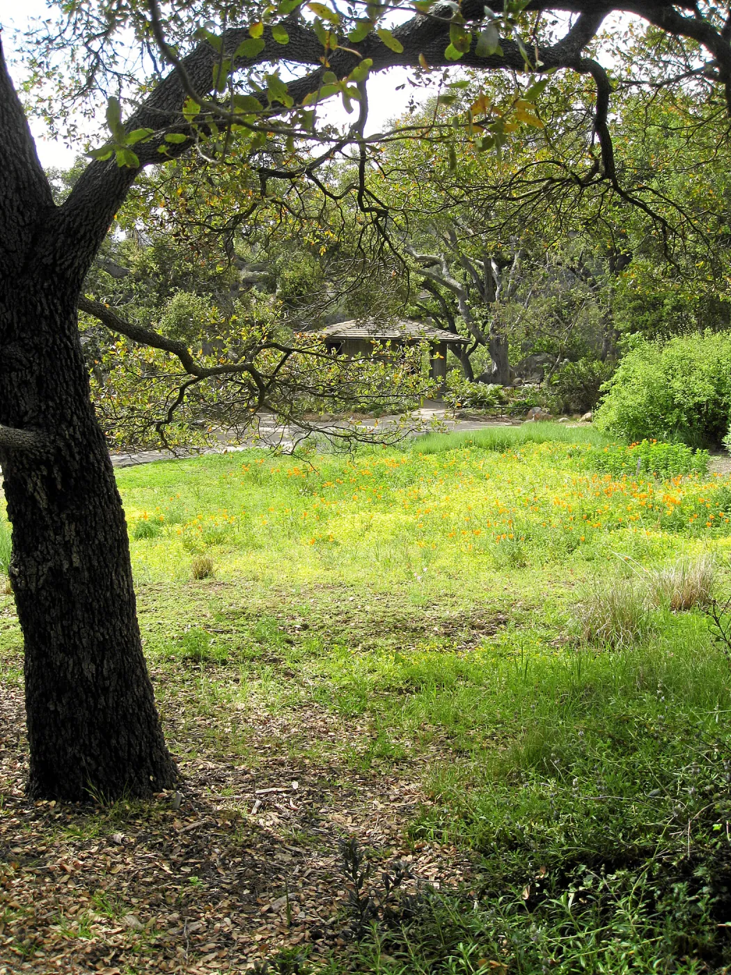 Engelman oak