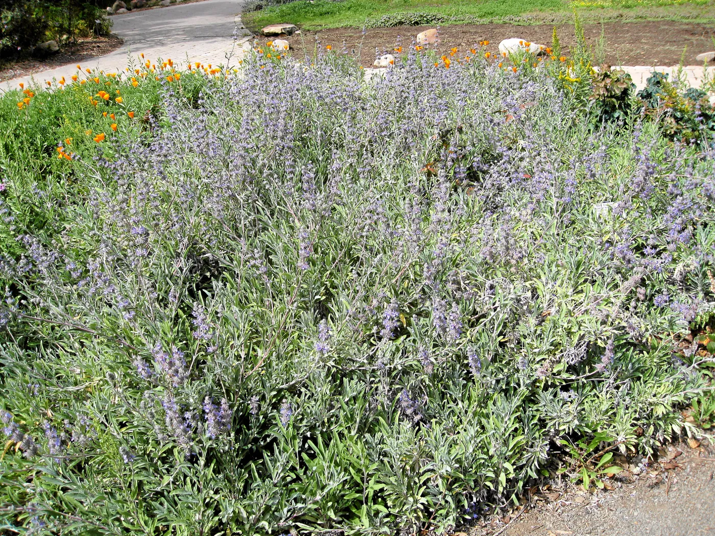 Salvia Bees Bliss (Sage)