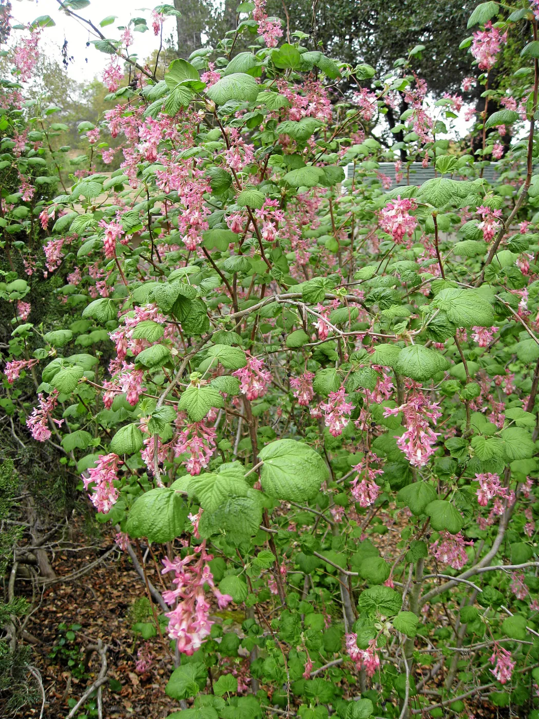 Ribes sanguinium glutinosum