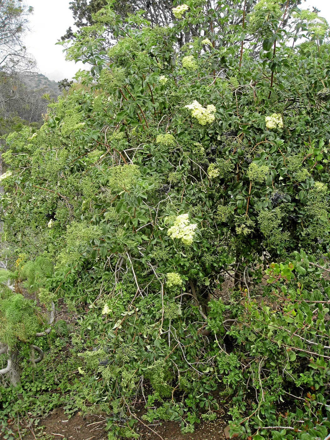 Elderberry on Porter Trail