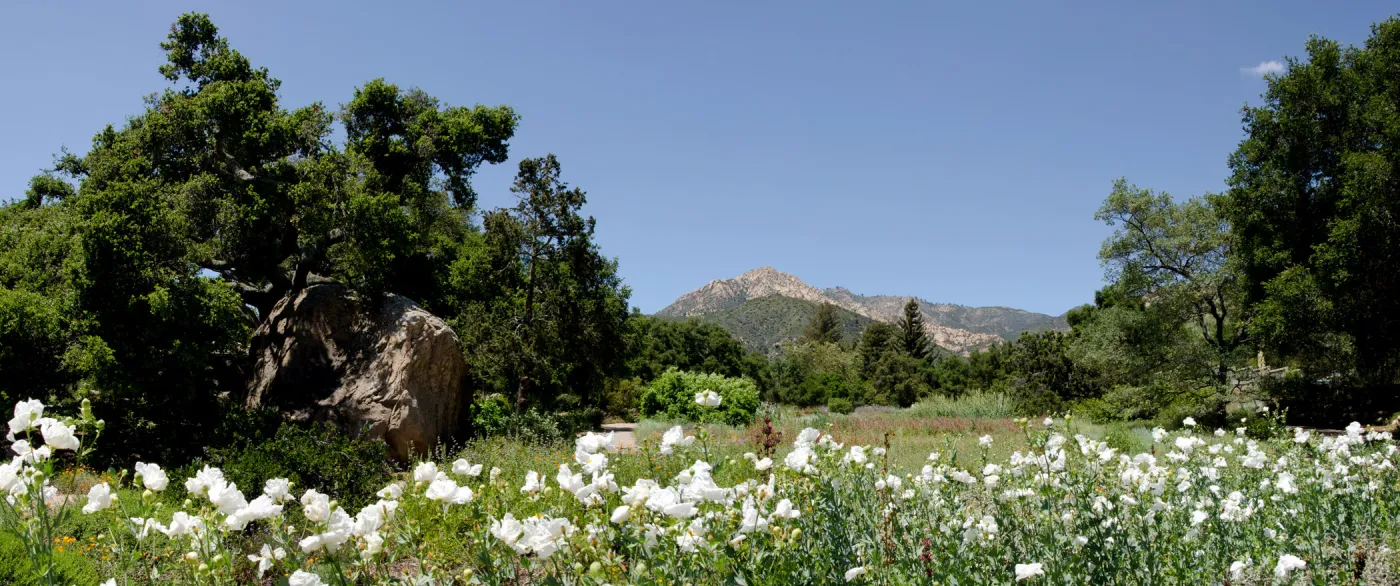 Matilija poppies in bloom, Meadow panorama