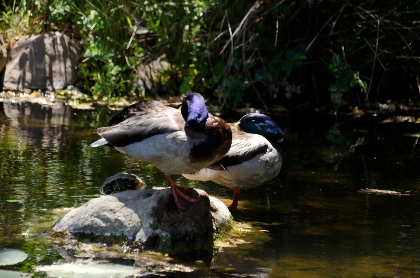 Mallard ducks and pond turtle, SBBG Meadow Pond