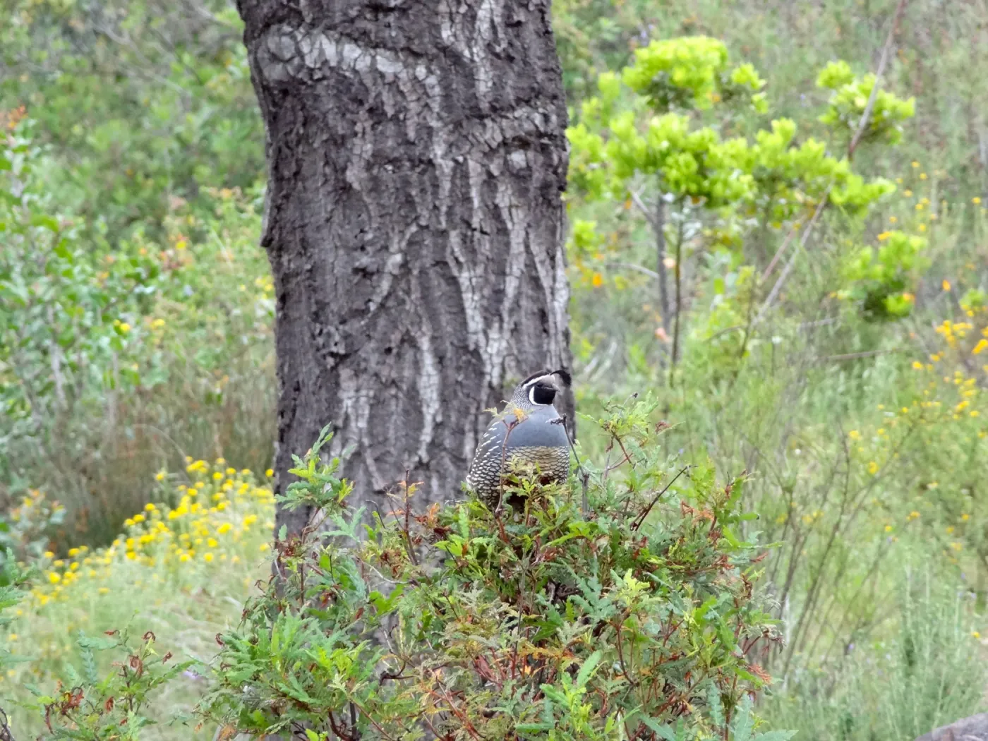 California quail perched on sprouting Ironwood, National Public Gardens Day 2012, SBBG