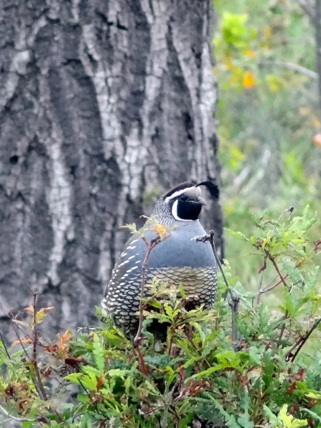 California quail perched on sprouting Ironwood, National Public Gardens Day 2012, SBBG