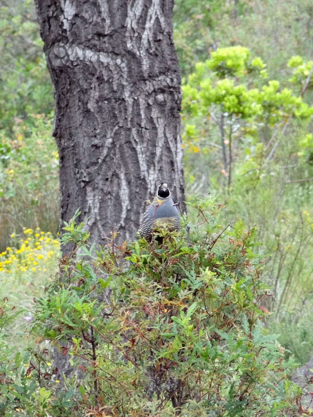California quail perched on sprouting Ironwood, National Public Gardens Day 2012, SBBG