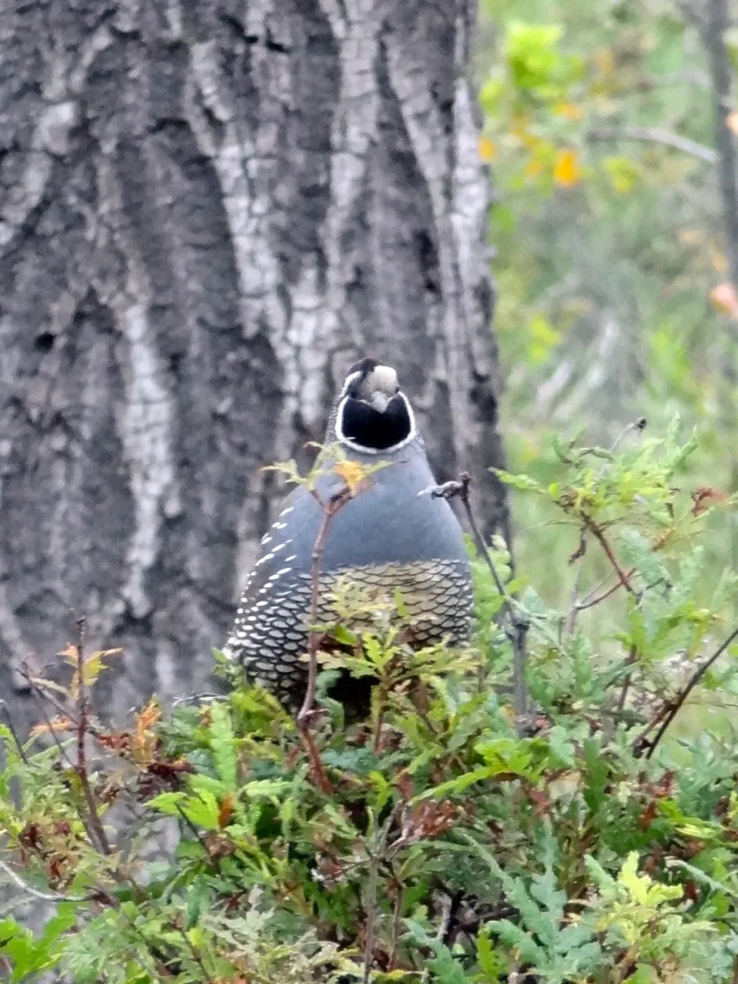 California quail perched on sprouting Ironwood, National Public Gardens Day 2012, SBBG