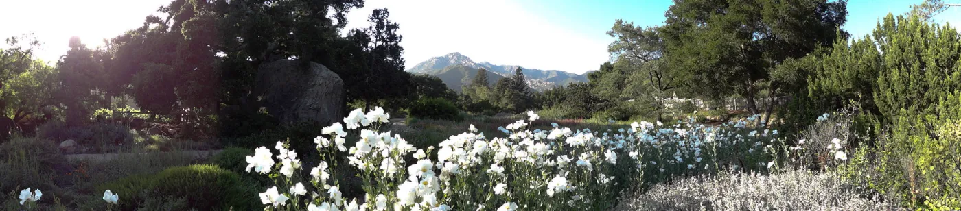 Meadow panorama, Matilija poppies in bloom