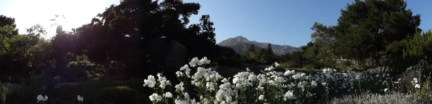 Meadow panorama, Matilija poppies in bloom
