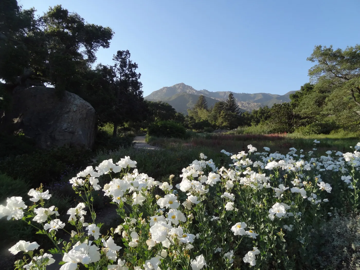 Meadow, Matilija poppies in bloom