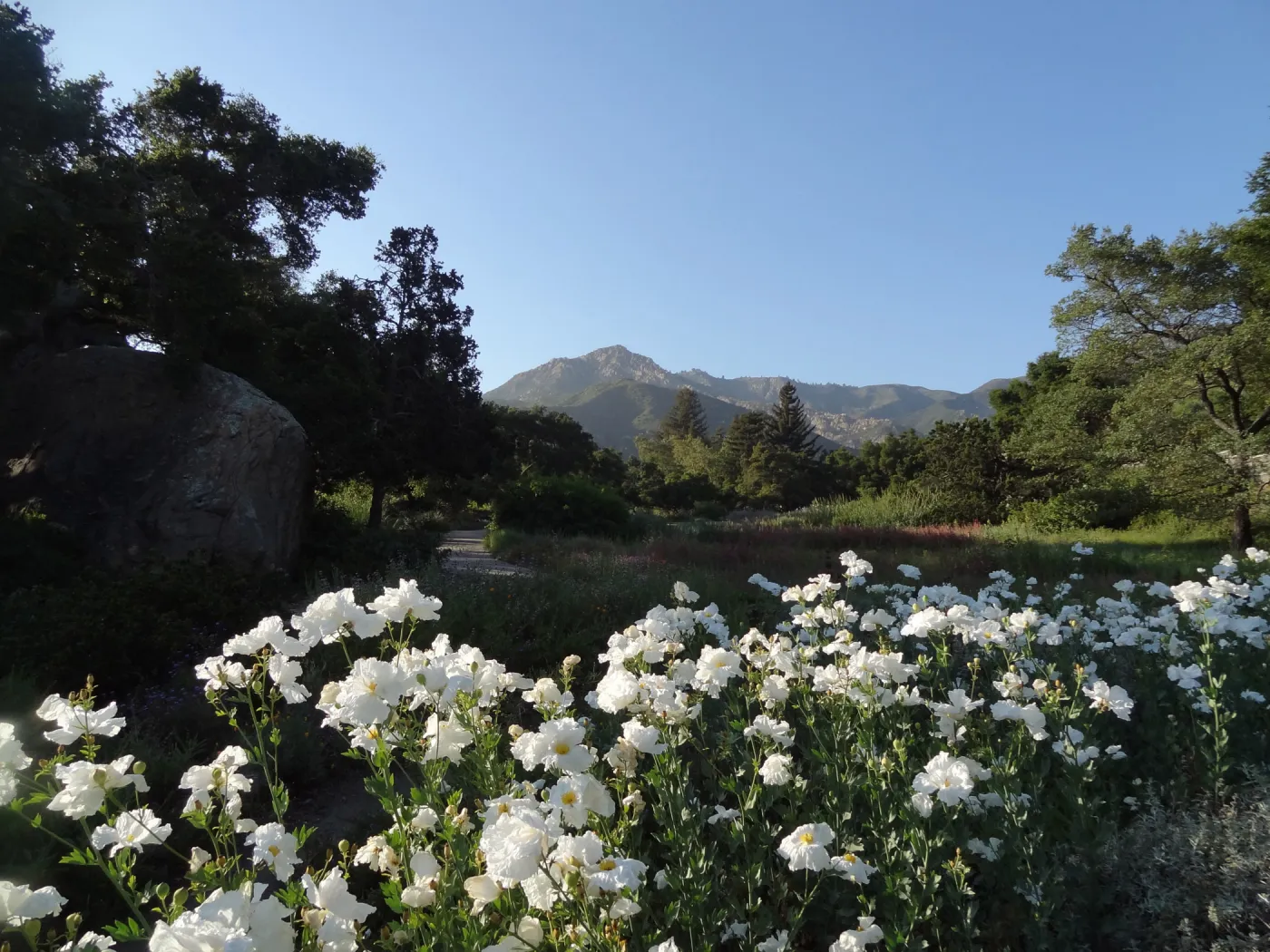 Meadow, Matilija poppies in bloom