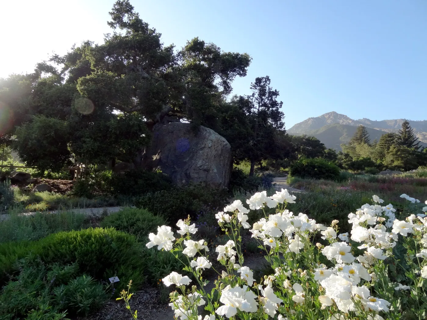 Meadow, Matilija poppies in bloom