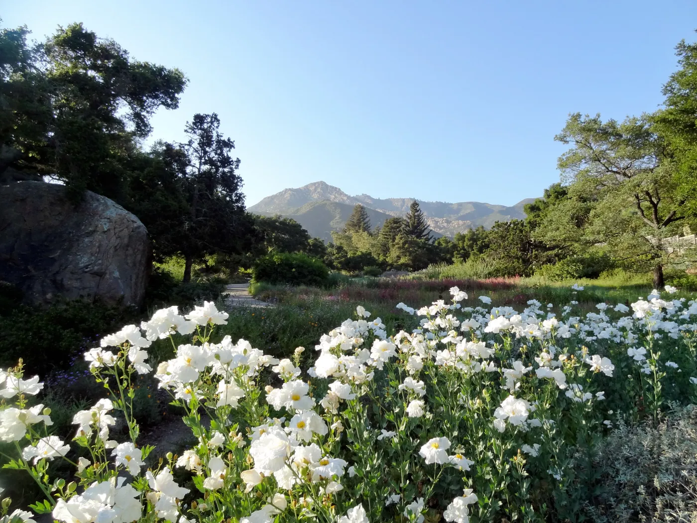 Meadow, Matilija poppies in bloom