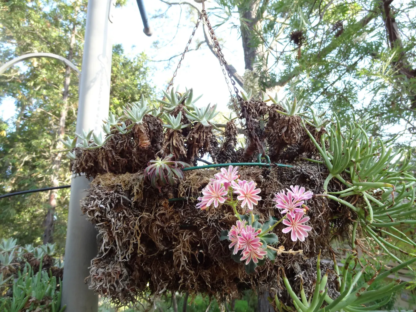 Lewisia in bloom, hanging basket at SBBG entrance