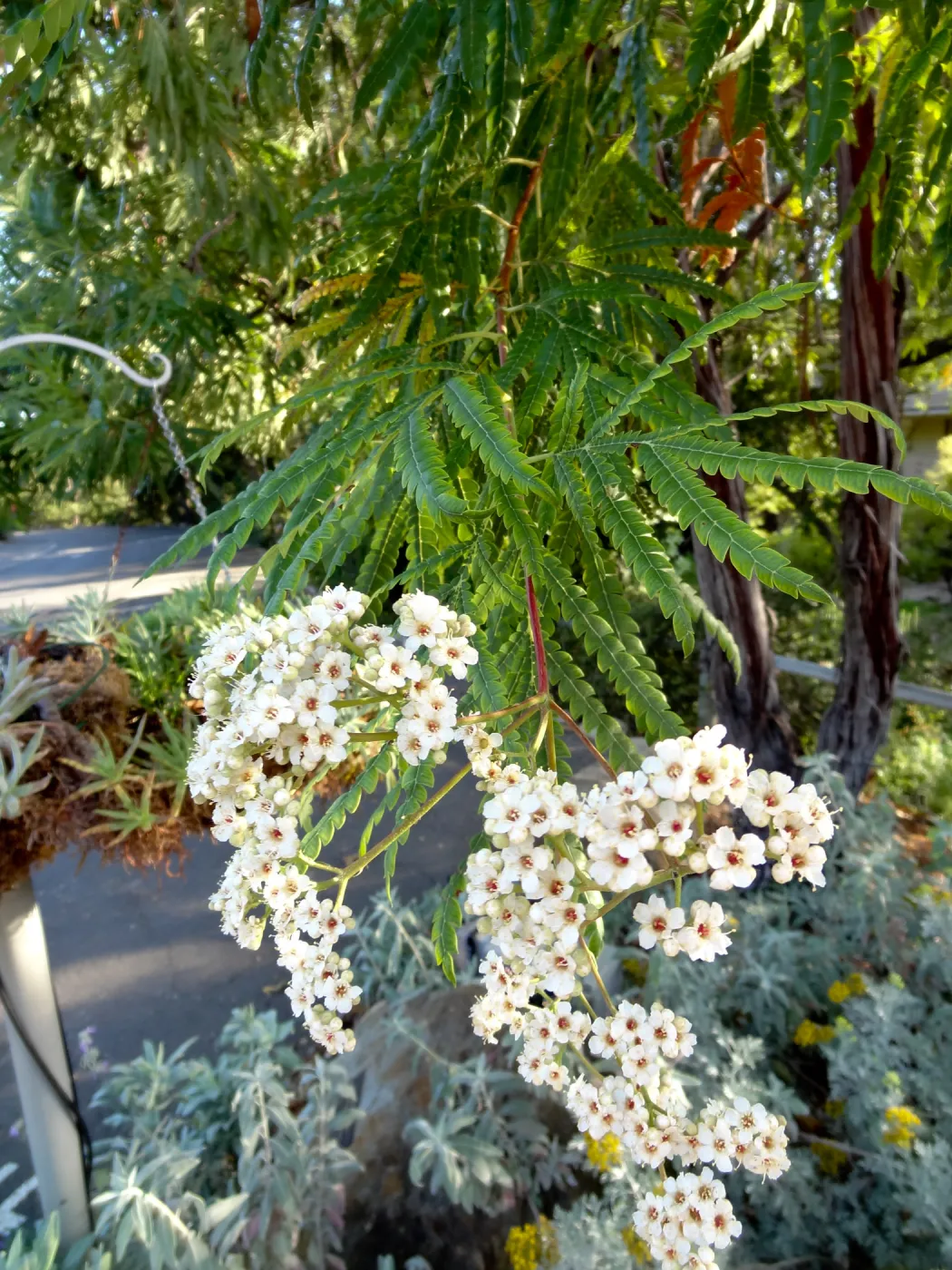 Ironwood in bloom