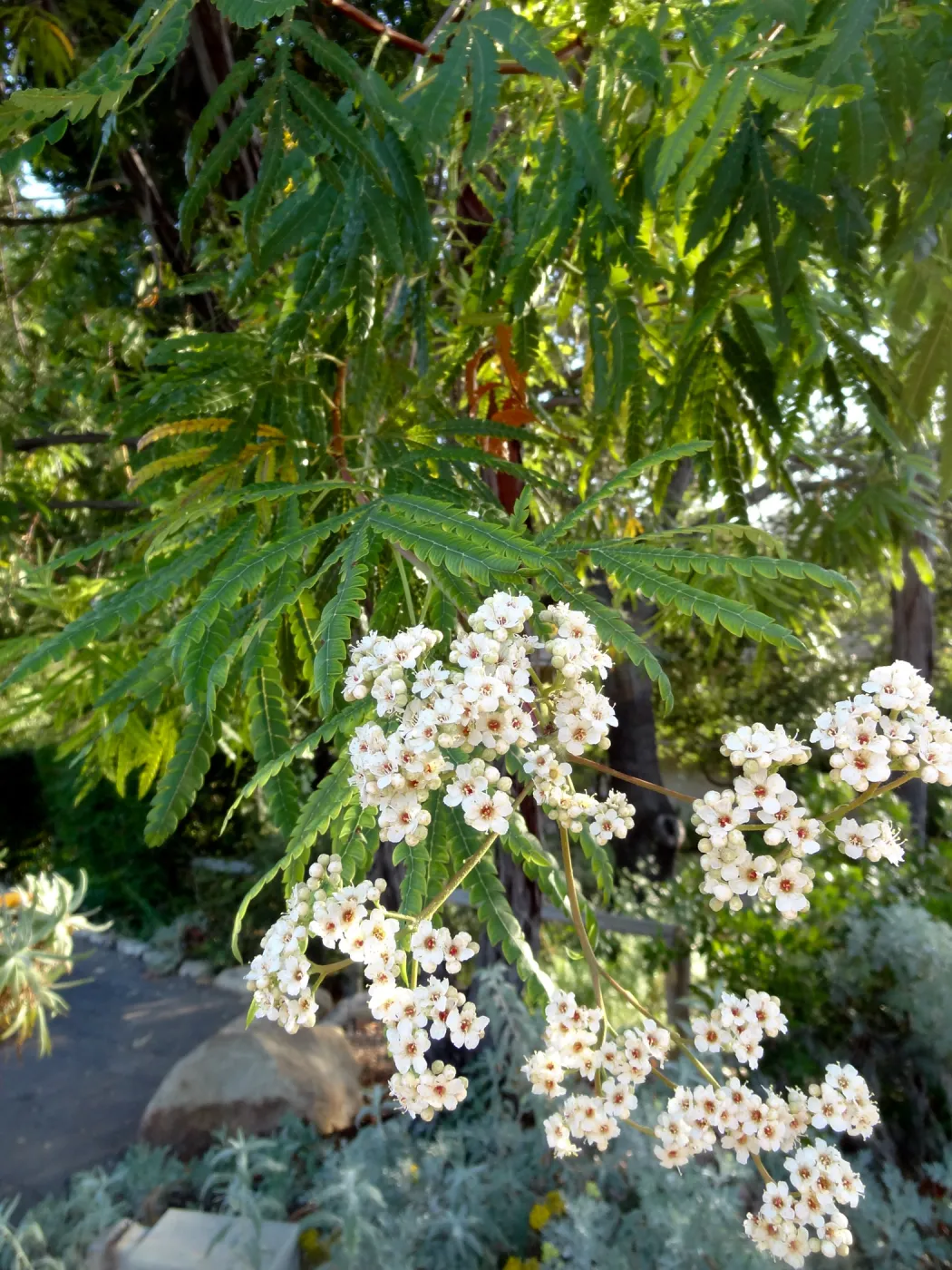 Ironwood in bloom