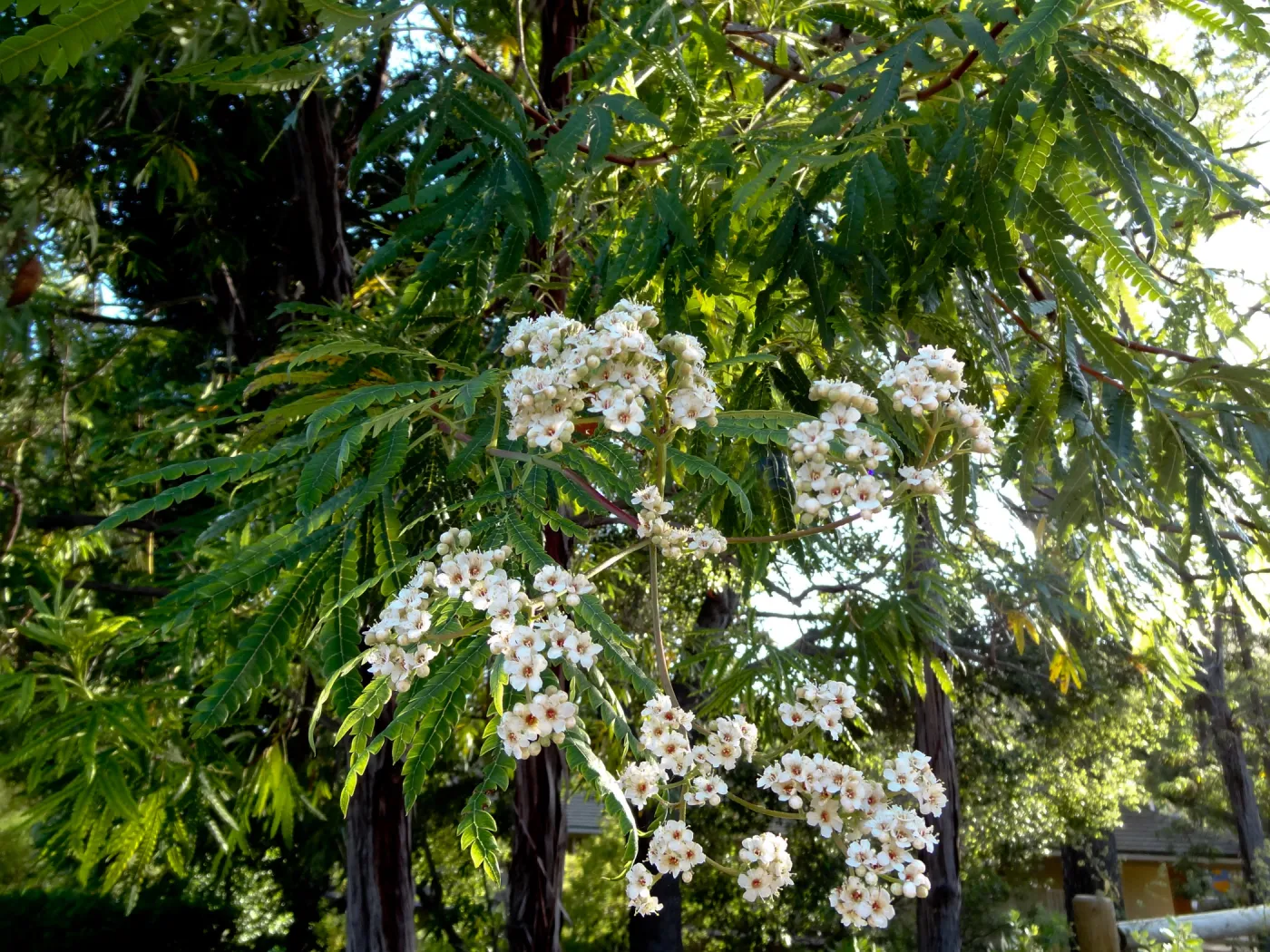 Ironwood in bloom