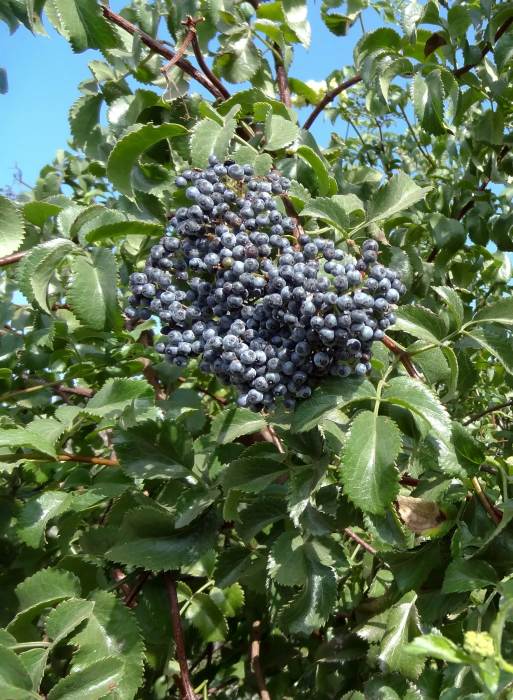 Blue berries, 