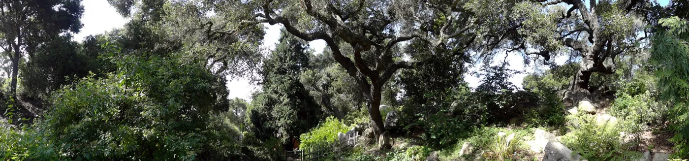 oak canopy, Arroyo Section panorama