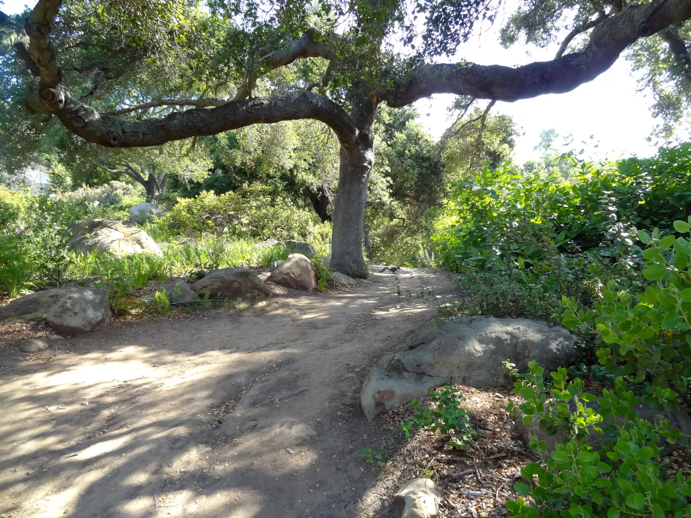 oak canopy,Manzanita Section