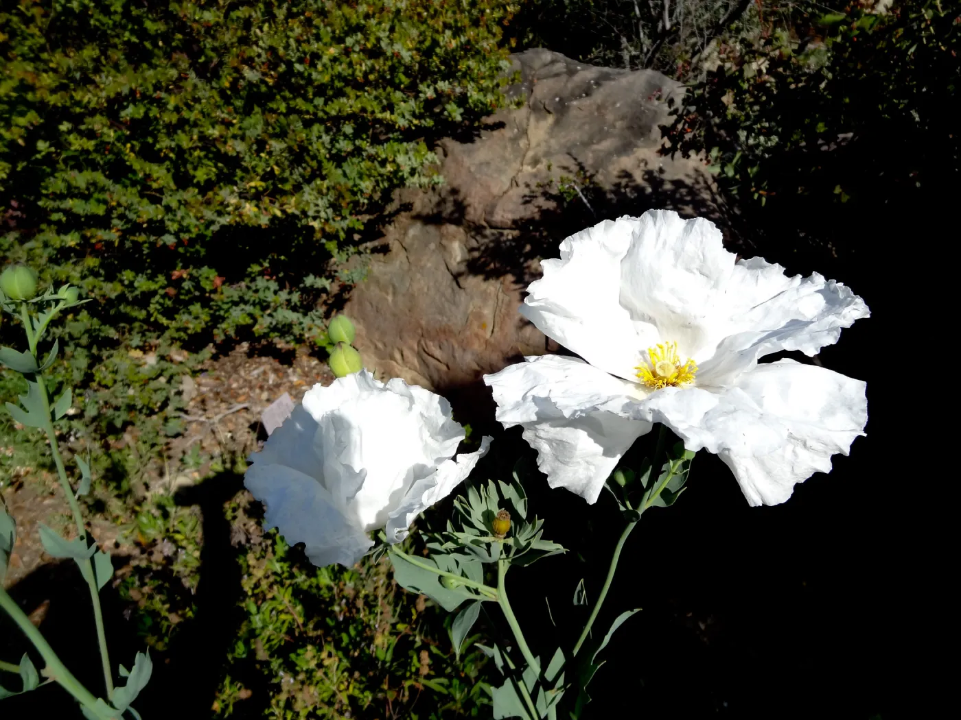 Matilija poppies in bloom, Manzanita Section