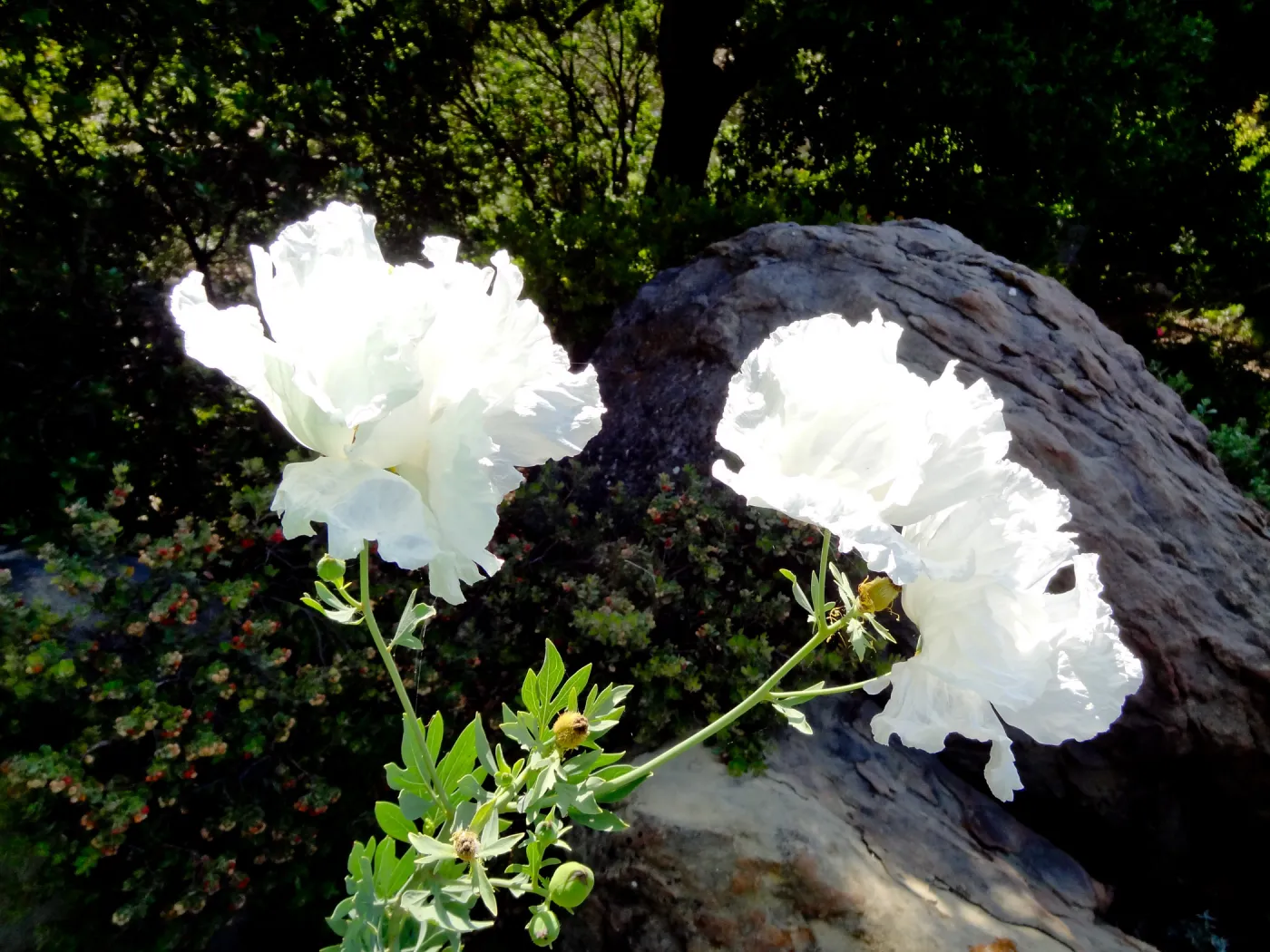 Matilija poppies in bloom, Manzanita Section