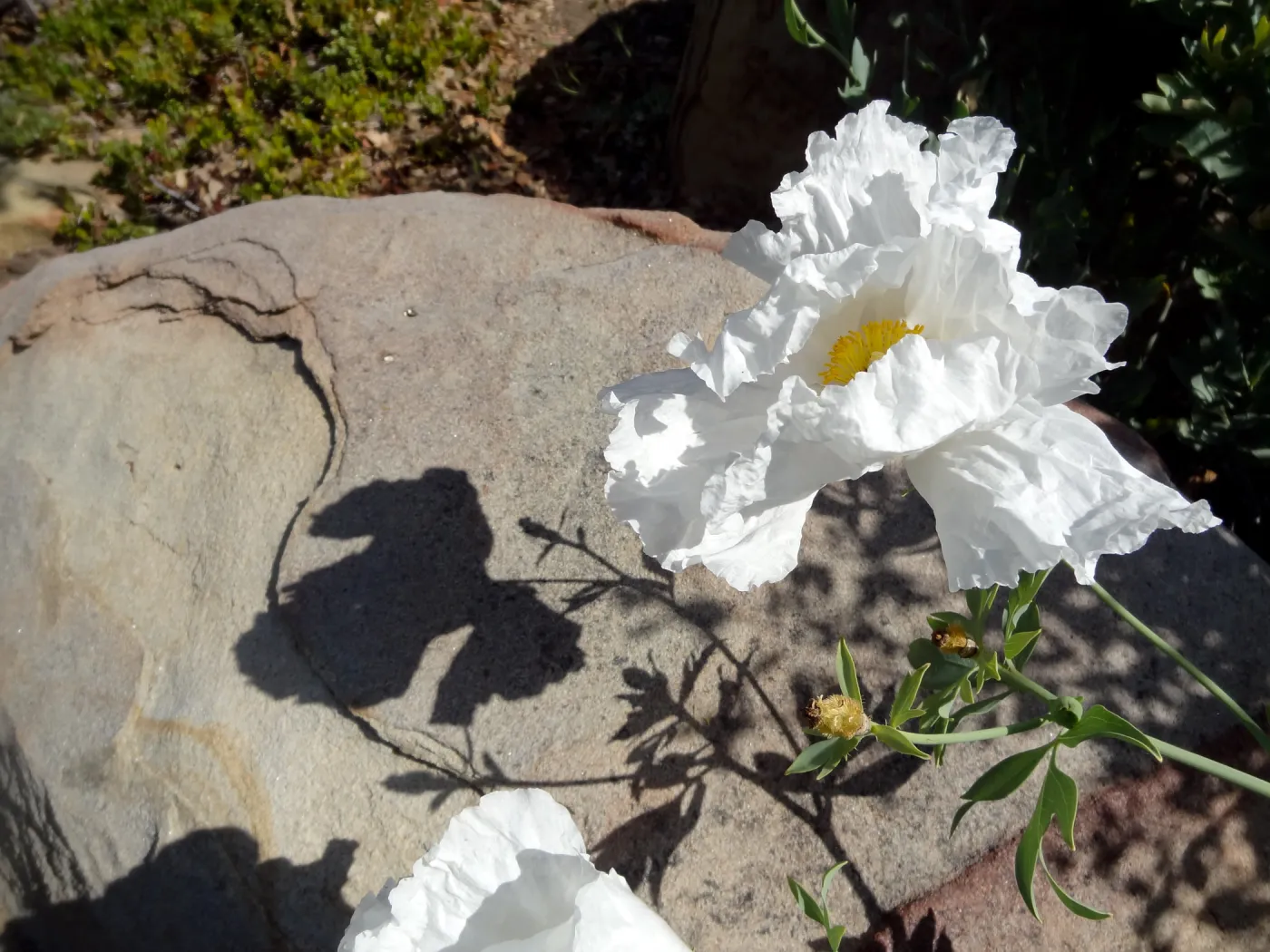 Matilija poppies in bloom with shadow on boulder