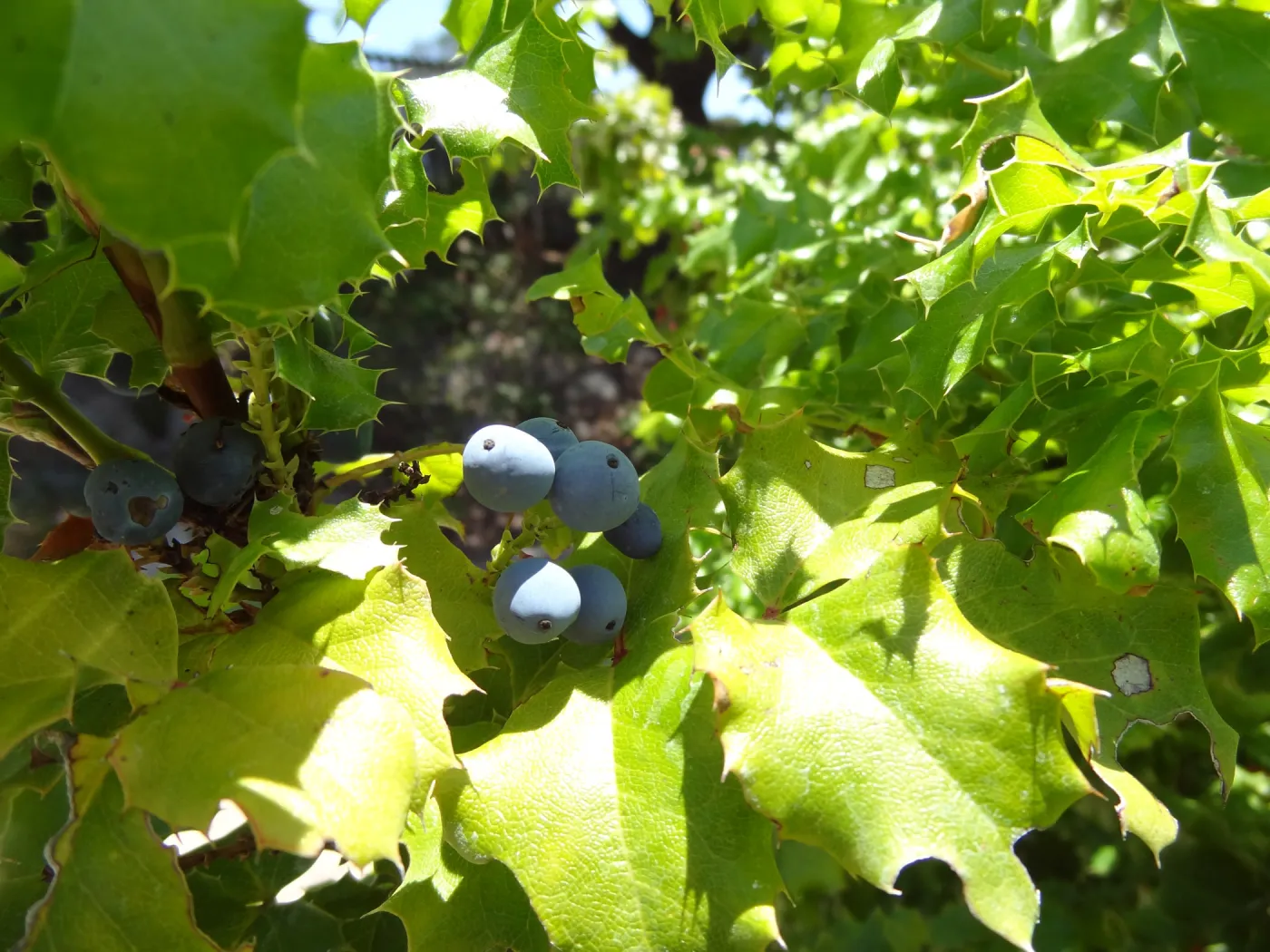 Berberis aquifolium, blue berries, Meadow Section