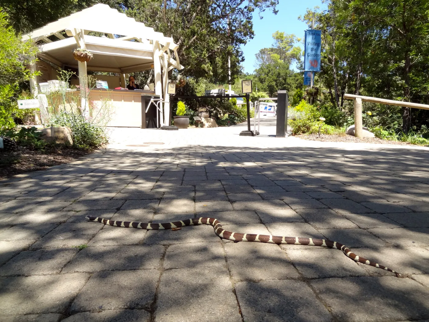 California king snake at Garden Entrance