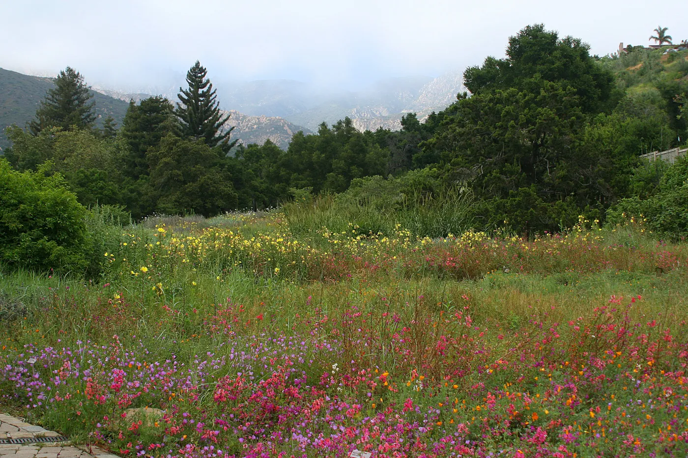 Clarkia wildflower display, SBBG Meadow in bloom, Rose and Nightingale concert in the Garden event