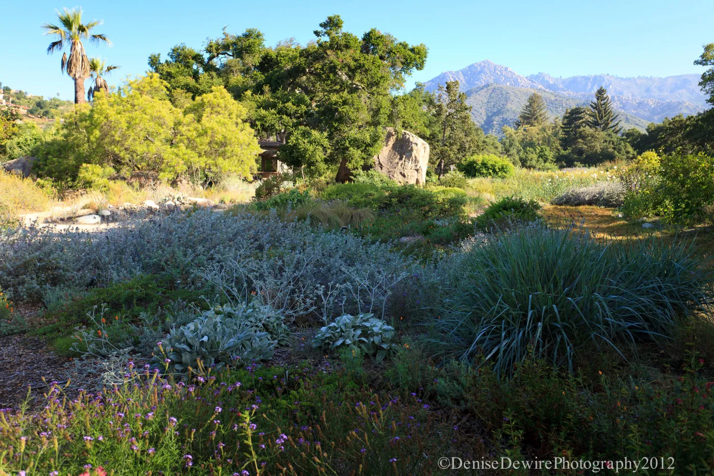 SBBG Meadow, Blaksley Boulder, view to mountains
