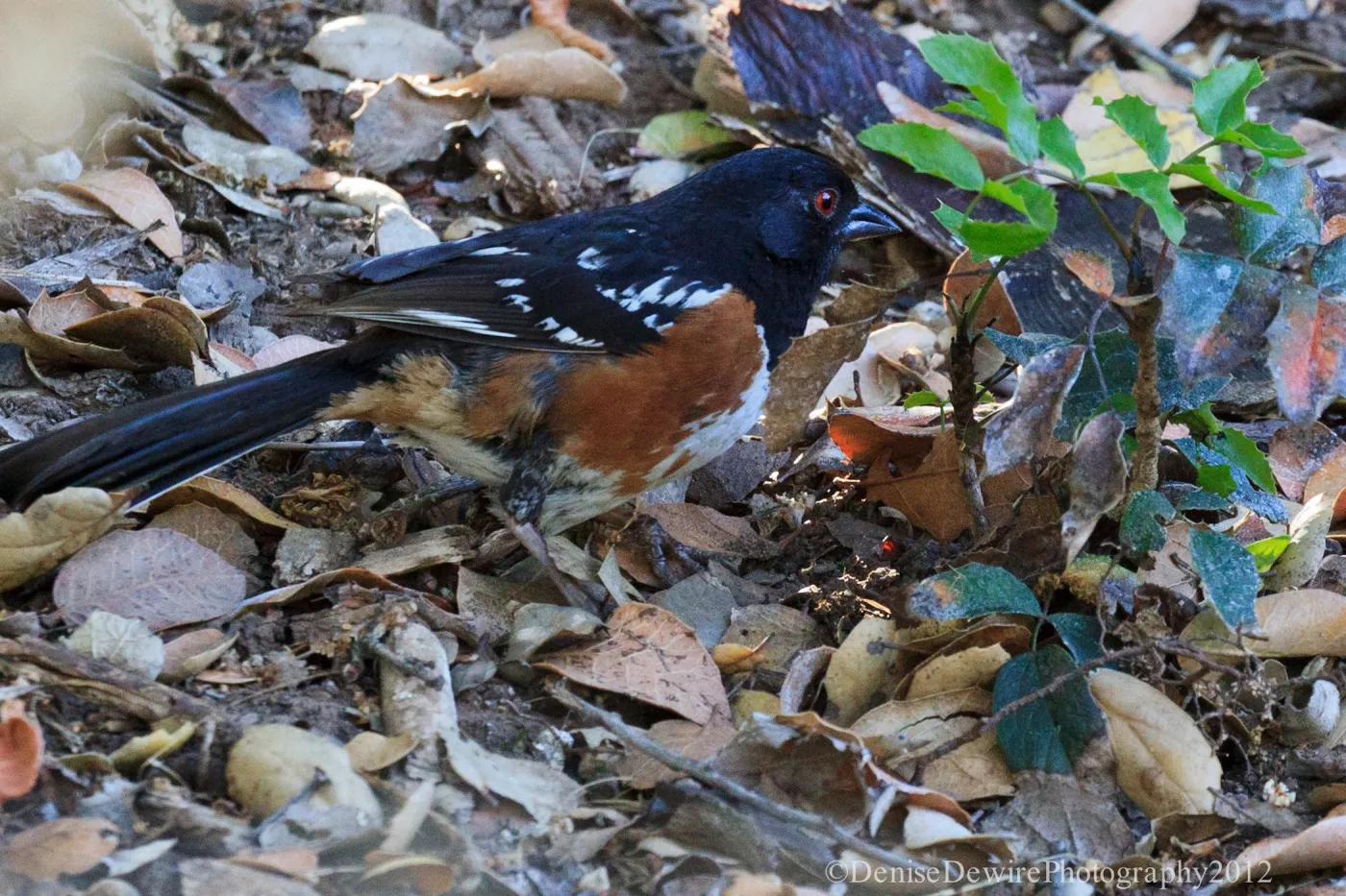 Towhee