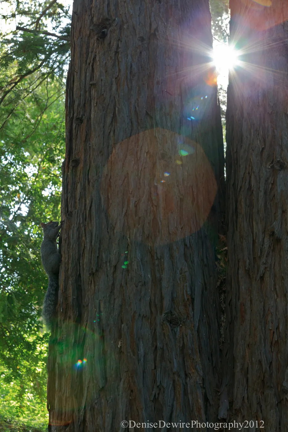 Grey squirrel, Redwood Section
