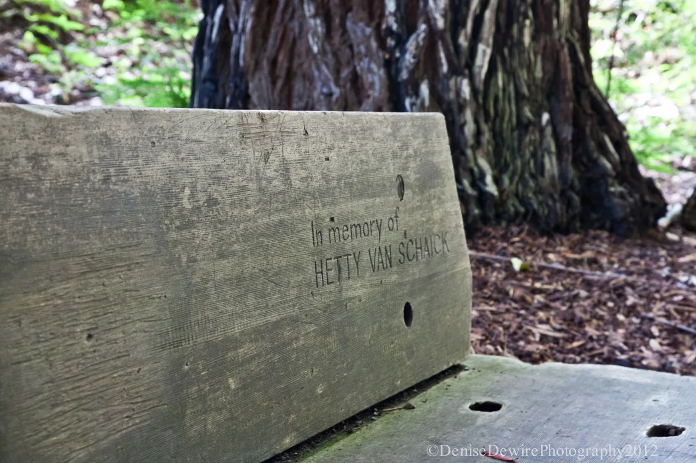 Redwood Section