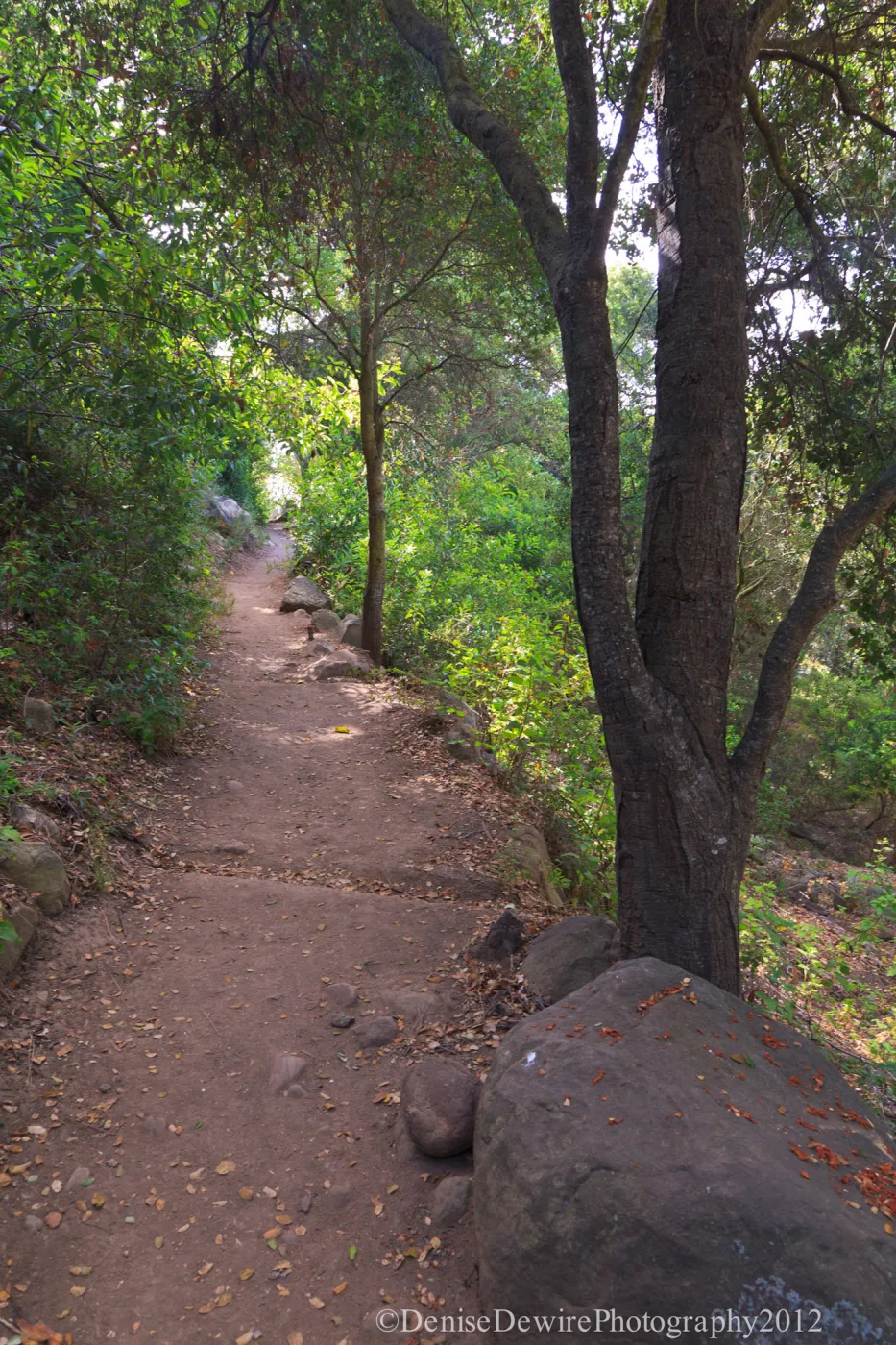 trail below Manzanita Section, dirt path