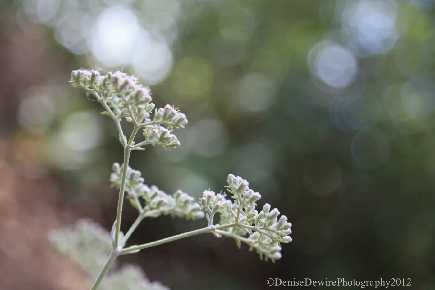 Inflorescence