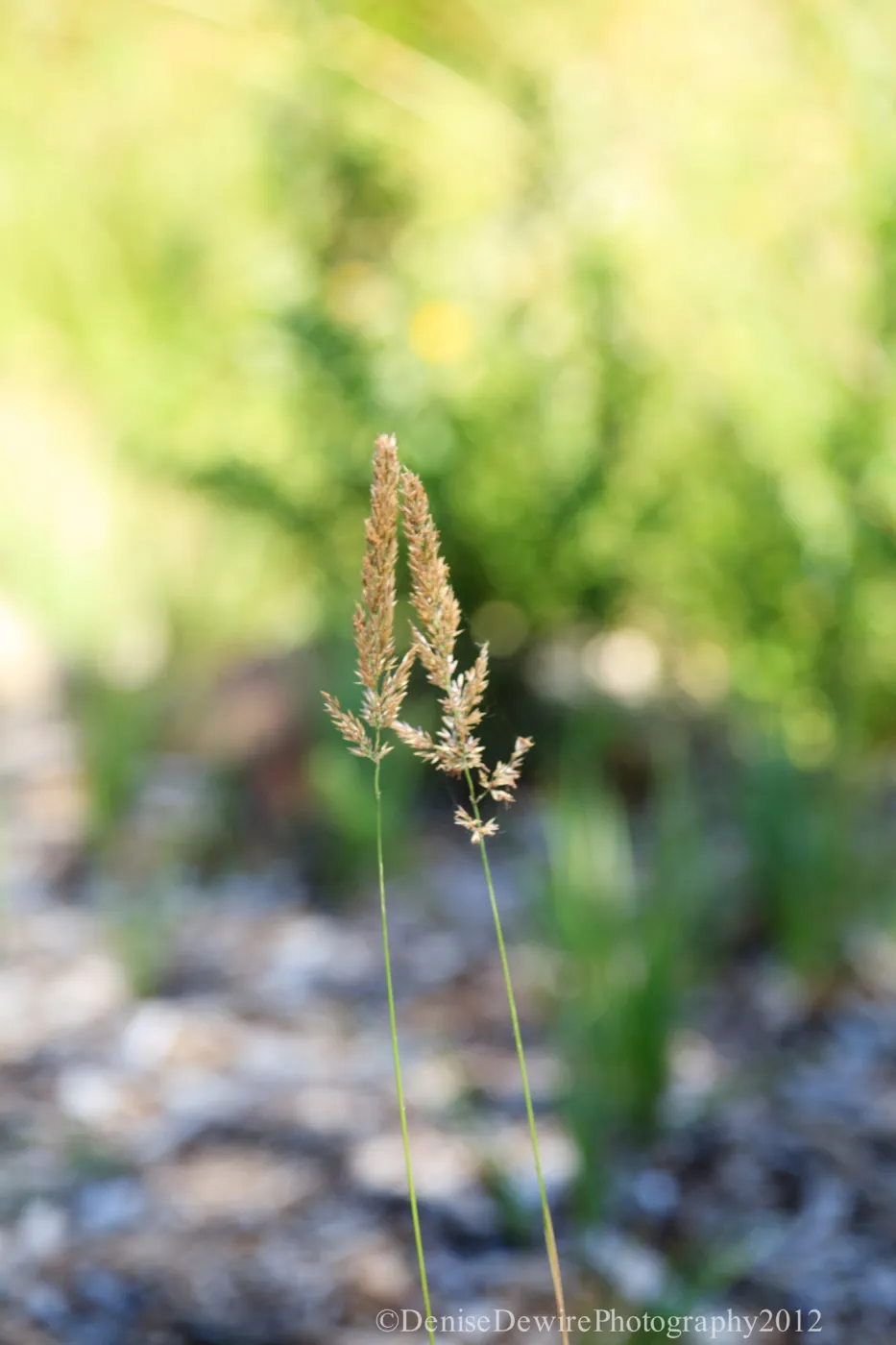 grass inflorescence