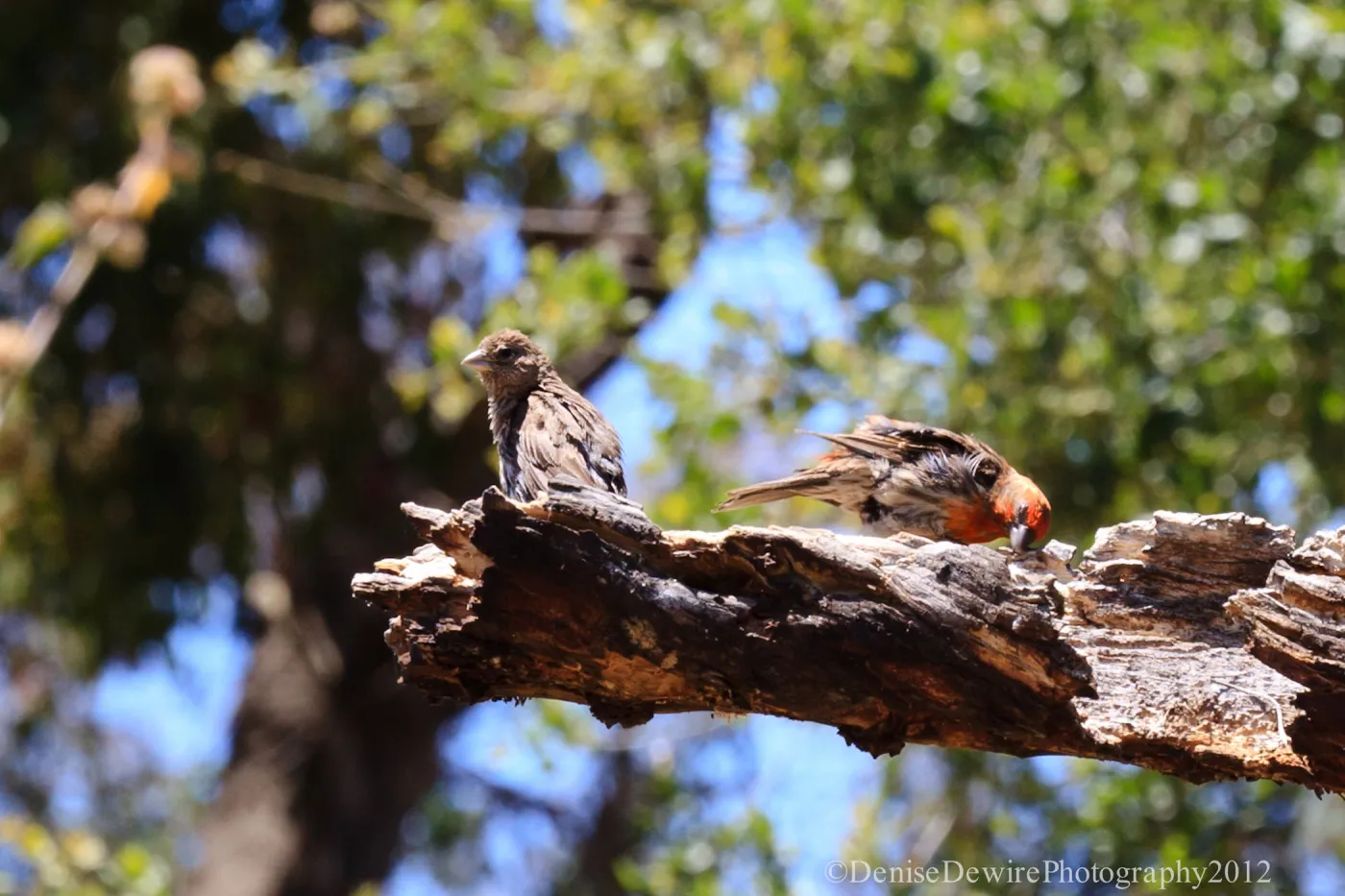 birds on broken tree limb