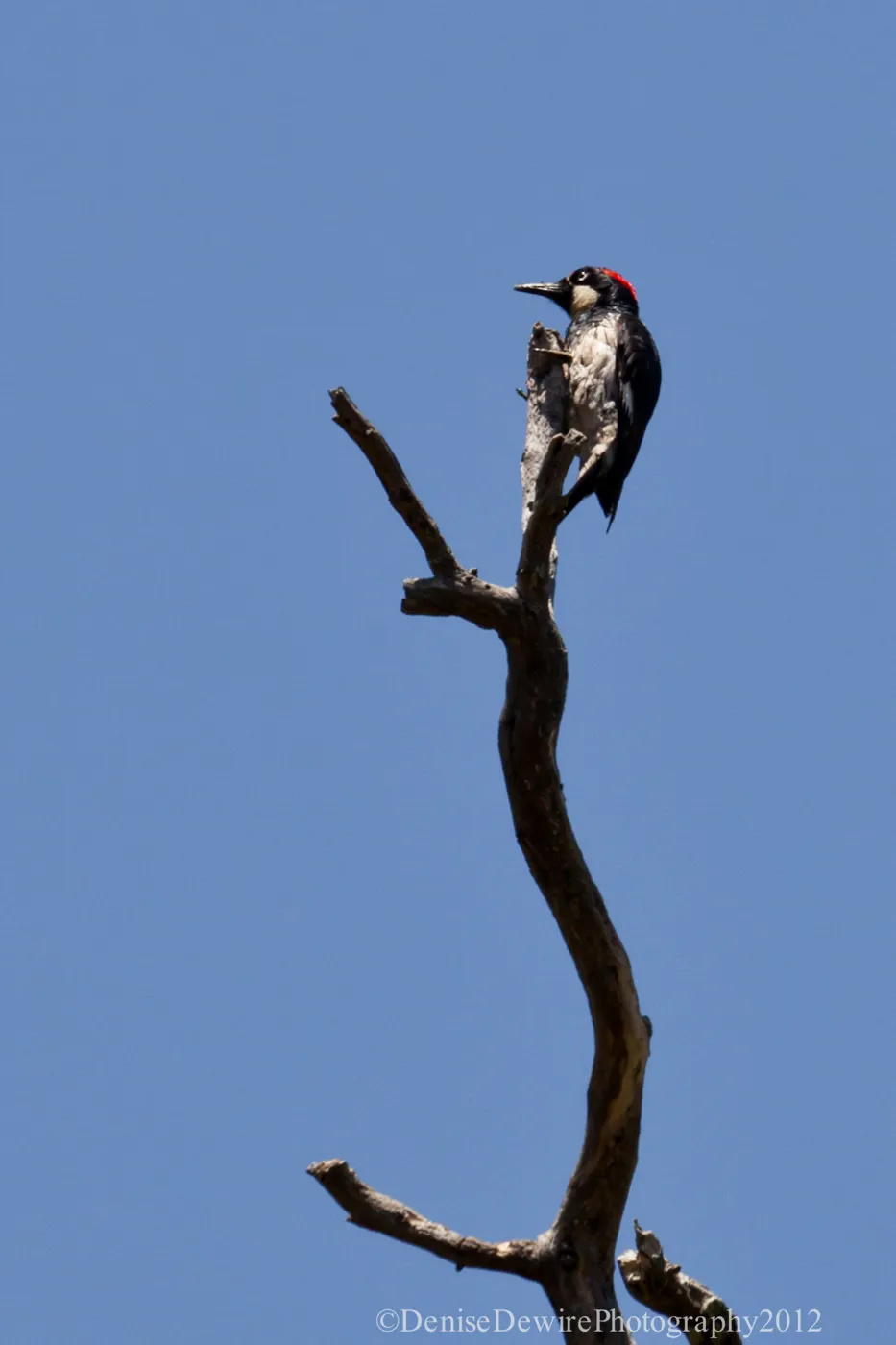 Acorn woodpecker