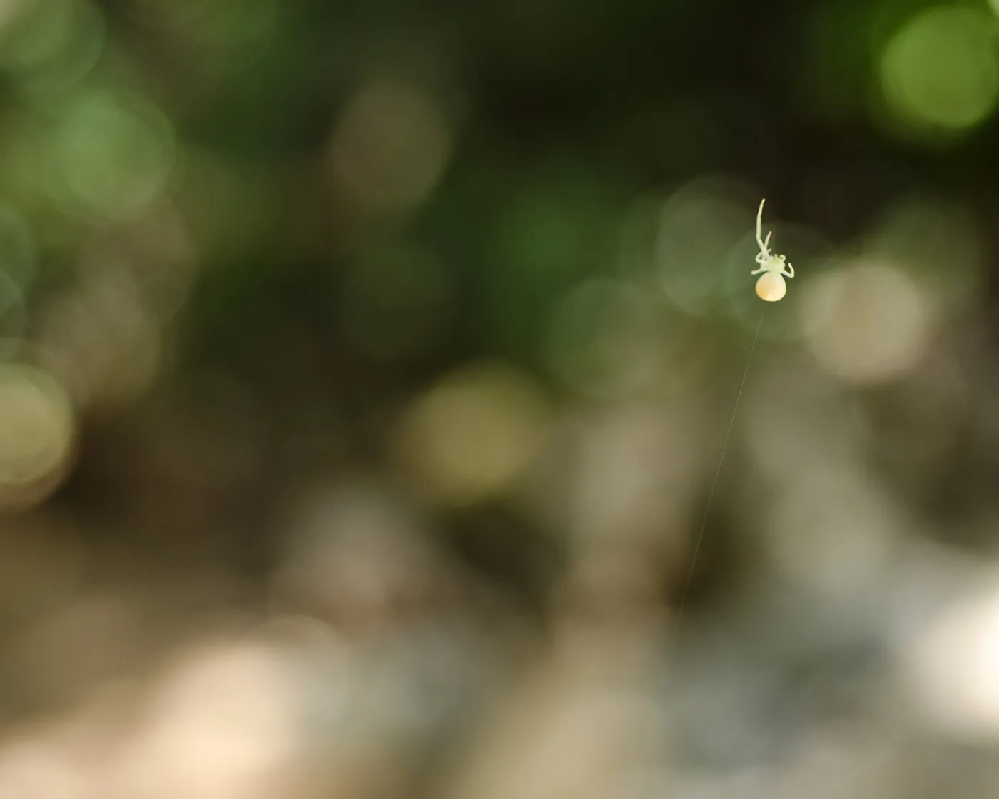 green spider, SBBG Photo Contest 2012