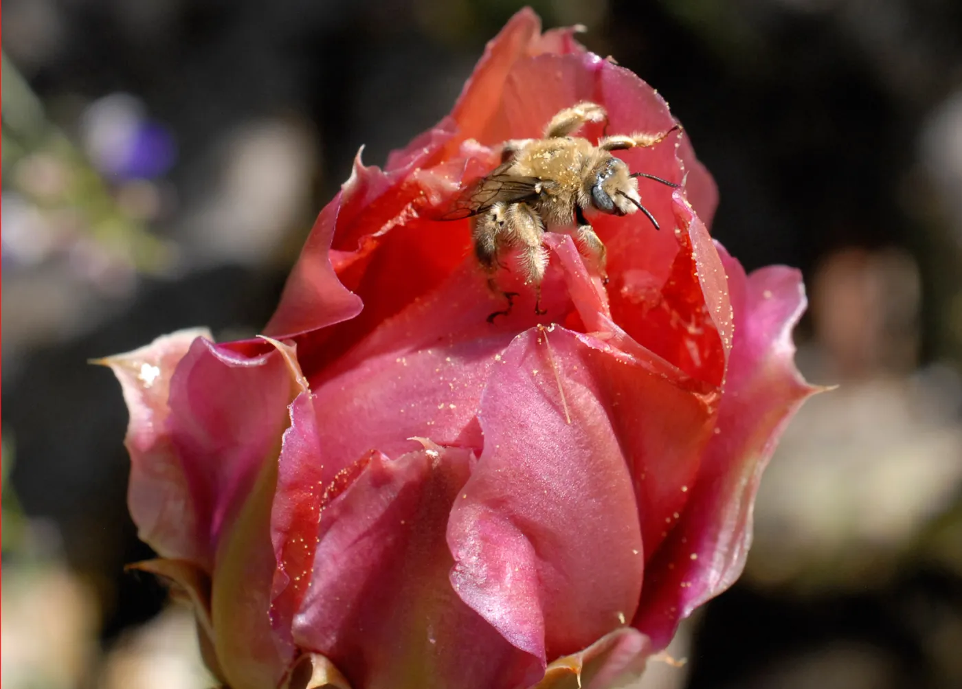 Red Prickly pear cactus flower, honey bee, SBBG Photo Contest 2012