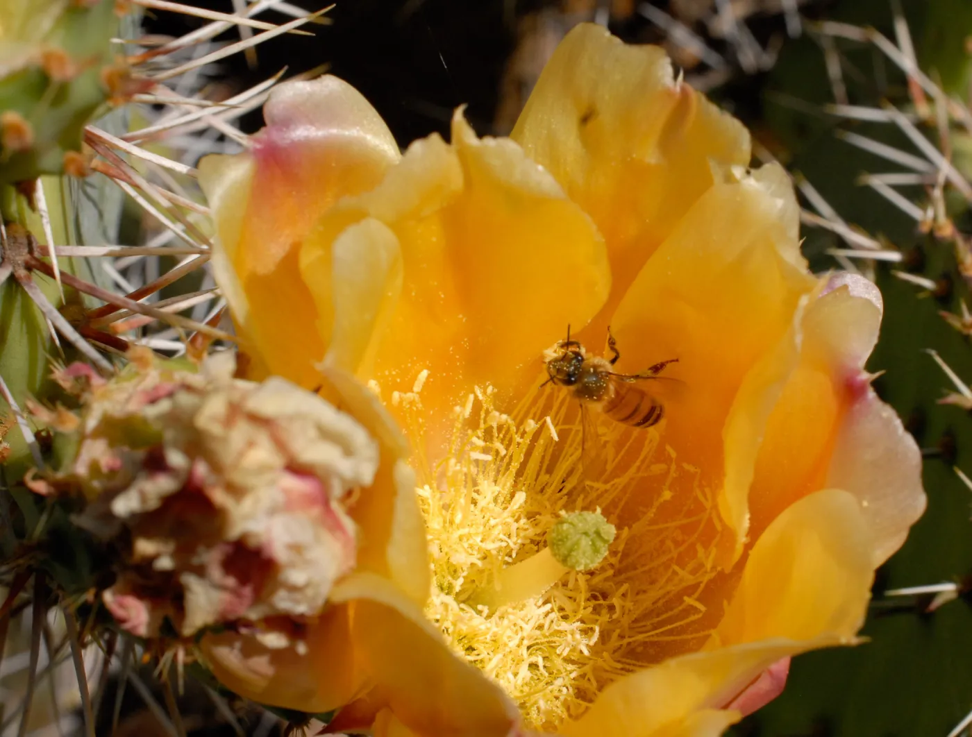 Yellow Prickly pear cactus flower, honey bee, SBBG Photo Contest 2012