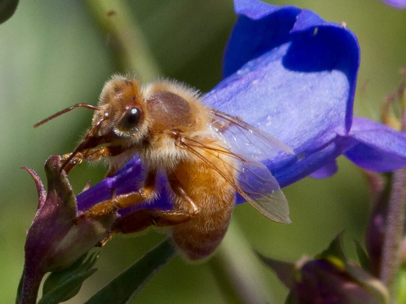 bee on flower, SBBG Photo Contest 2012