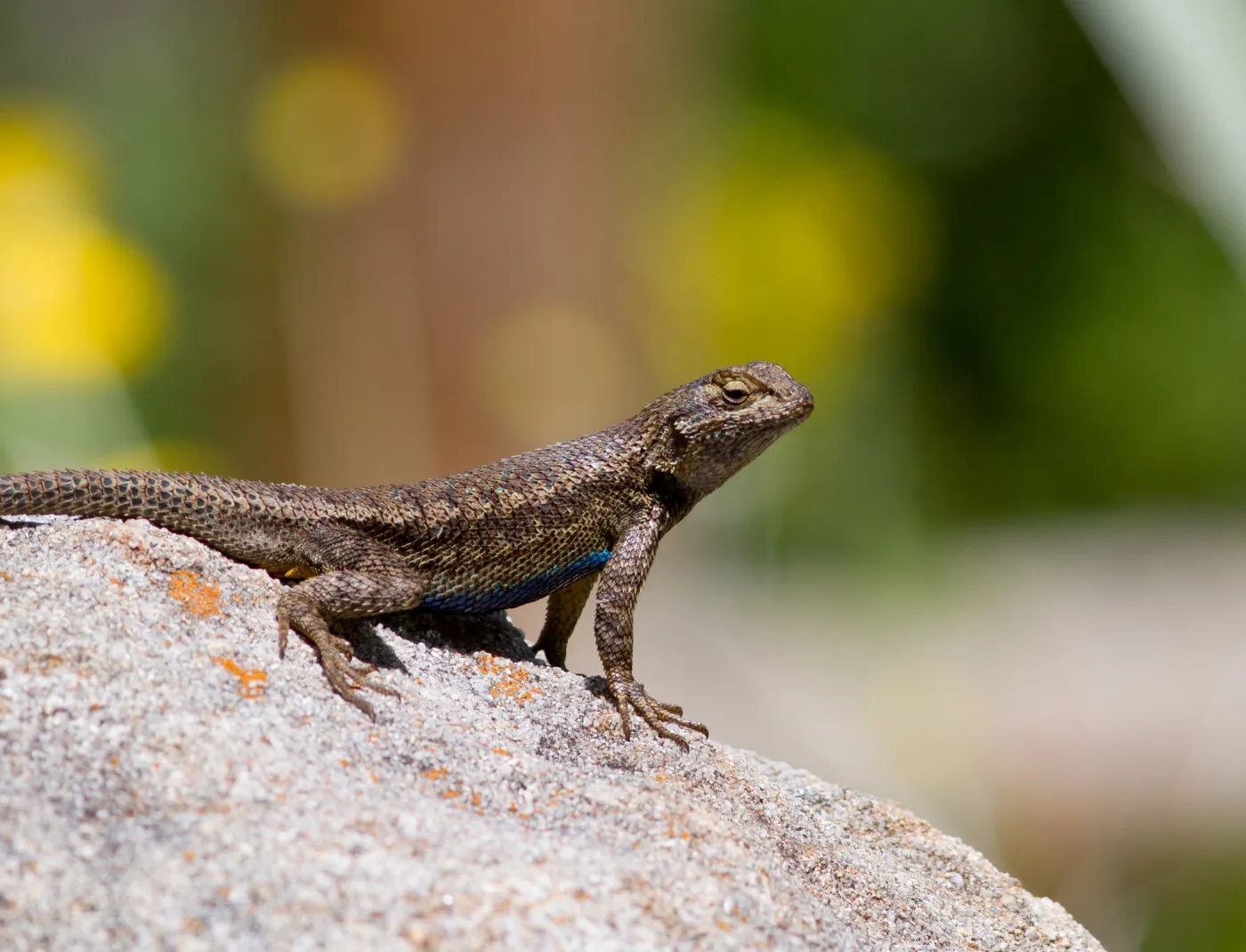 Western fence lizard on sandstone boulder, SBBG Photo Contest 2012